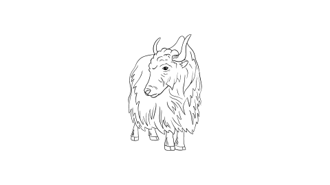 Yak